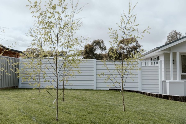A pale slatted privacy screen behind a young garden bed